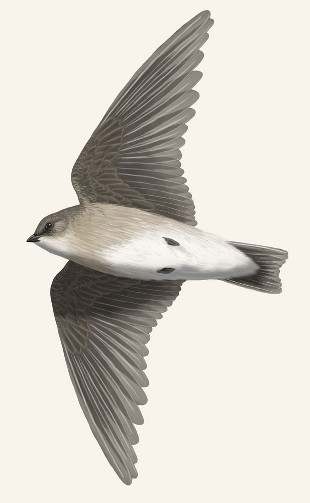 Illustration of a gray/brown bird in flight