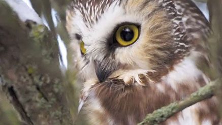 Northern Saw-whet Owl