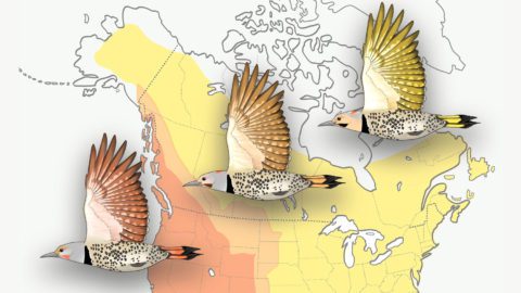 Northern Flicker illustration by Megan Bishop.