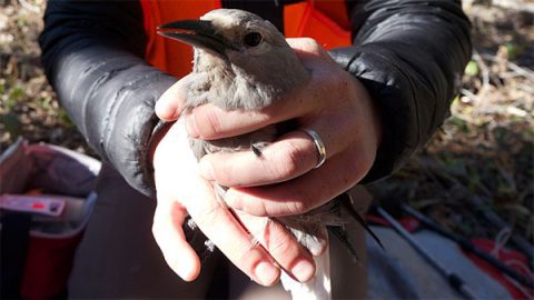 Taza Schaming holds a Clark's Nutcracker