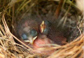 Black-and-White Warbler nestlings.