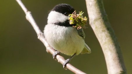 NestWatch, How to Find Nests, Kelly Colgan Azar