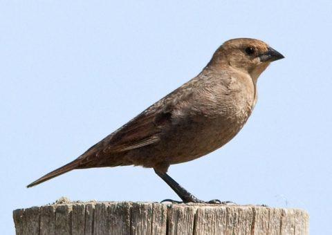 Female Brown-headed Cowbird