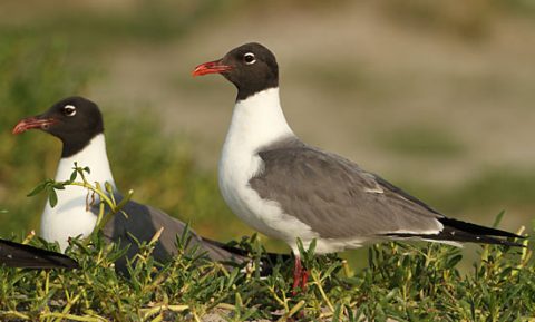 U.S. Fish and Wildlife Service has begun posting counts of bird species that have been recovered in the Gulf of Mexico during the oil spill