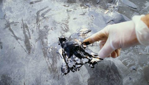 A USFWS enforcement agent removes a swallow that fell into an uncovered oil pit. Photo by Pedro Ramirez.