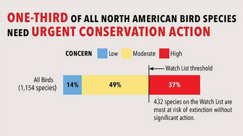 Main results- state of the birds report 2016