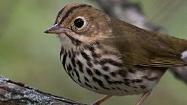 Ovenbird