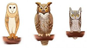 Owls in pellet kit- Birdsleuth