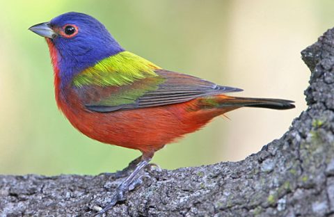 Painted Bunting