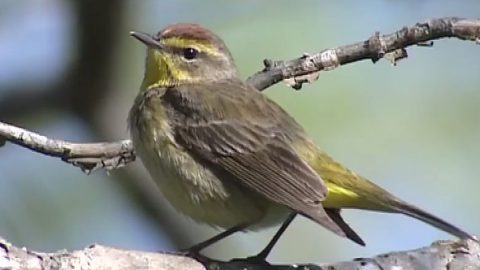 Palm Warbler