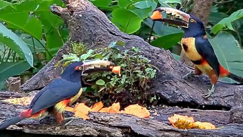 Panama fruit feeders, Collared Aracaris