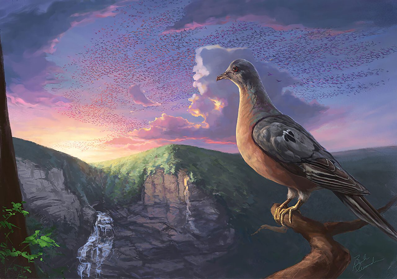 Drawing of a pigeon looking out over a sunset valley filled with a sky of other pigeons.