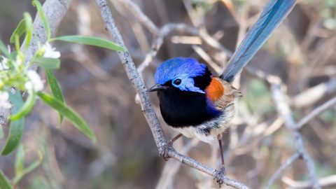 Purple-backed Fairywren by Andrew Allen/Macaulay Library