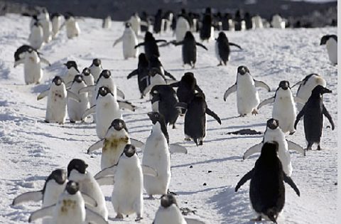 Adelie Penguins