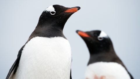 Gentoo Penguins by Chris Linder