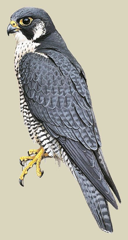 Peregrine Falcon