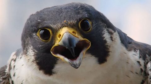 Peregrine Falcon from Darryl McGrath's talk