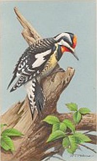 Peterson’s Yellow-bellied Sapsucker artwork