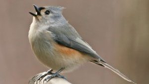 Angry Birds: Alarm Calling at Bird Feeders