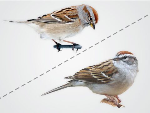 Two similar looking brown streaky birds.