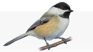 How to Tell a Black-capped Chickadee from a Carolina Chickadee