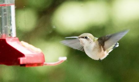 2014 Birdspotter Photo Contest: Browse Photos