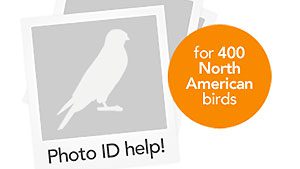 Merlin Bird Photo ID graphic