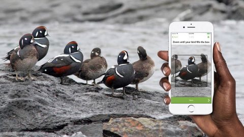 Harlequin Ducks and Merlin Photo ID. Harlequin Ducks by Doug Hitchcox/Macaulay Library