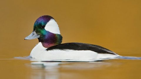 Bufflehead by Glenn Bartley