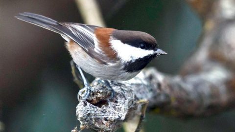 chestnut-backed chickadee by Bob Gunderson