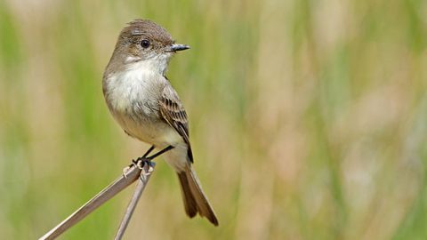 eastern phoebe by cre8foru2009