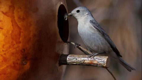 lucy's warbler by joan gellatly