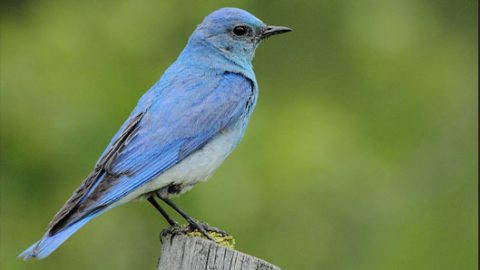 mountain bluebird by ship rock