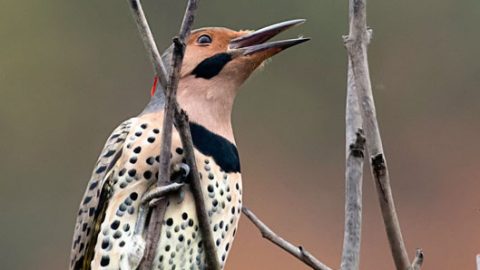 northern flicker by kelly colgan azar