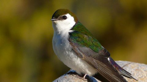 violet-green swallow by Mike Wisnicki