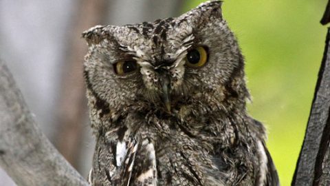 Western Screech-Owl by Dickson Smith