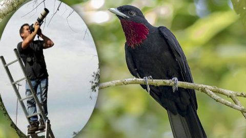 Purple-throated Fruitcrow by Guillermo Saborío Vega via Macaulay Library/eBird