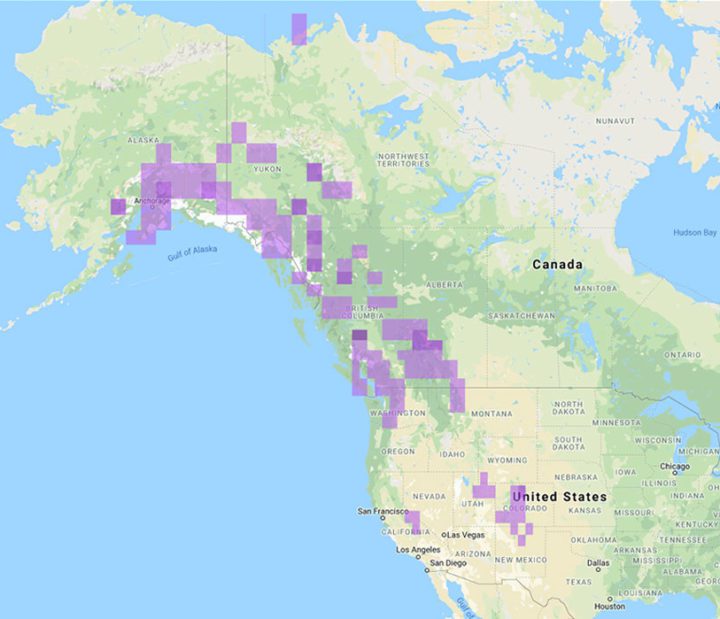 White-tailed Ptarmigan range map from eBird.org.