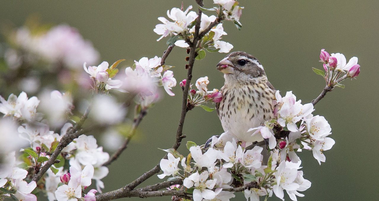 Female Rose-breasted Grosbeak by Melissa Groo