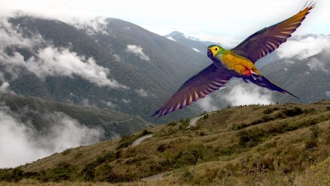 Macaw by Jacob Wijpkema/Macaulay Library, landscape by John W. Fitzpatrick