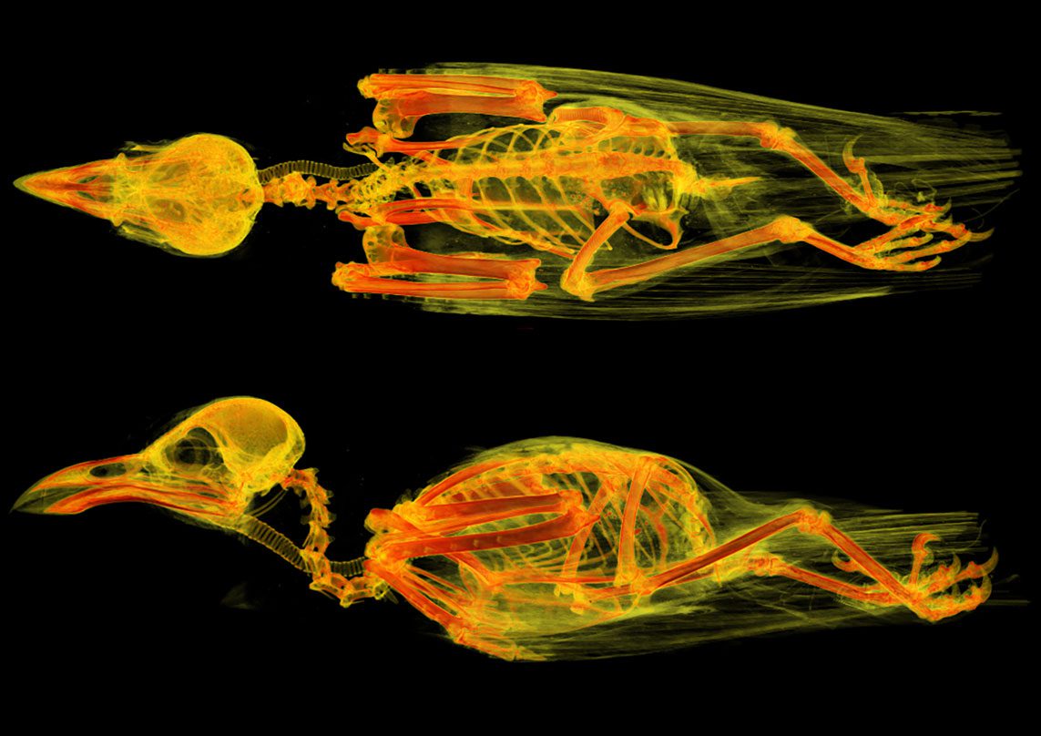 Xray 3D scans in bright yellow and orange of a bird.