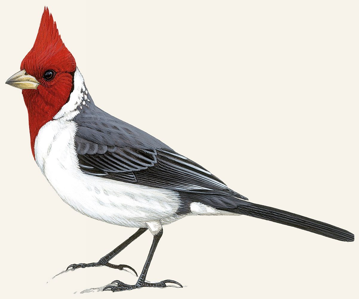 Illustration of a gray and white bird with a red head, with crest, and a conical pale yellow bill