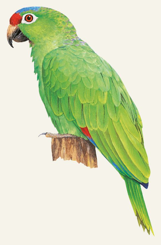 Red-lored Parrot