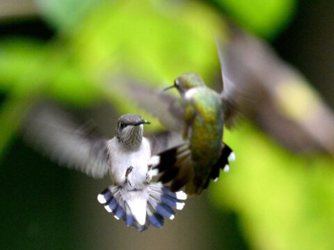 two hummingbirds fight