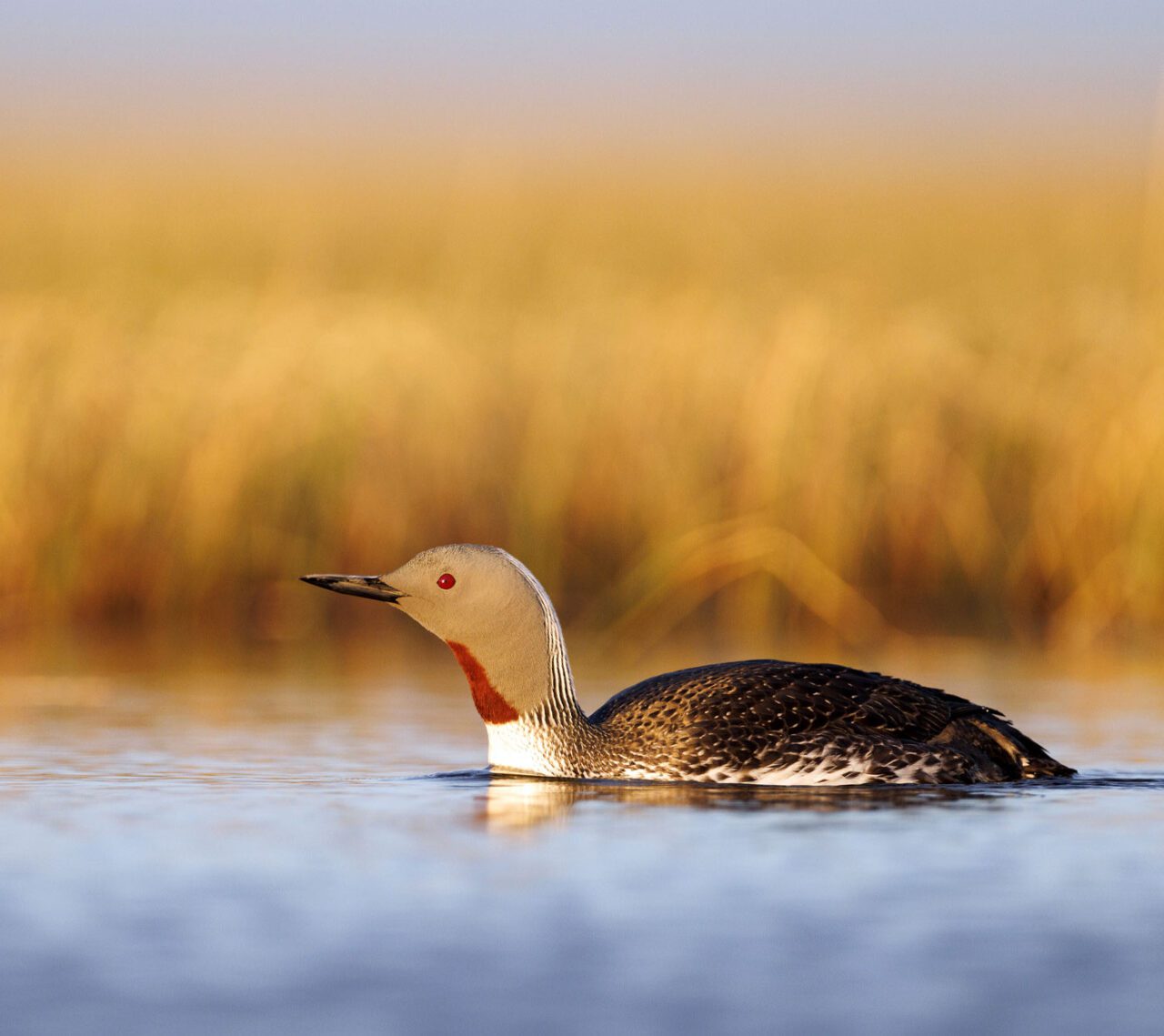 A waterbird on the water, with a long, pointed bill, red throat, grey head, black and white body, and a red eye.