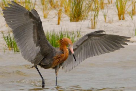 Reddish Egret