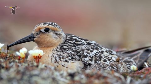 Red Knot in Gerrit Vyn video