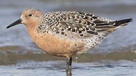 Red Knot