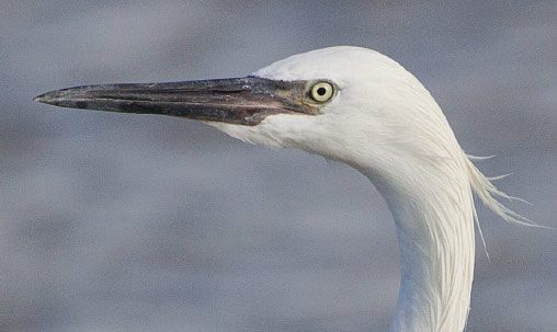 Reddish Egret (immature), Bahamas, november. Immature Reddish Egret have dark bills and lores and can be confused with other herons. Note the rather long bill that has hints of pink at the base; over two years, the bill becomes drastically bicolored, with a pink base and dark tip. Photo by Brian Sullivan.