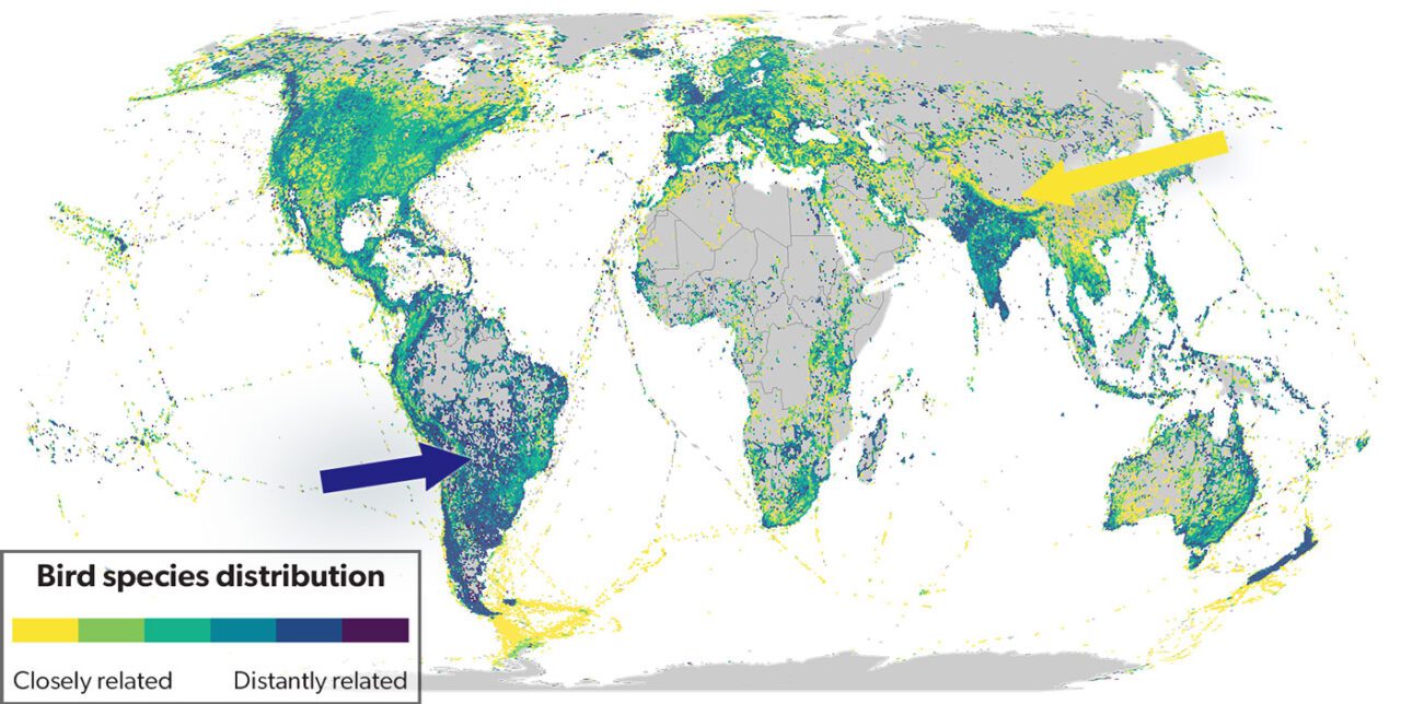 A global map with a yellow-to-green-yo-blue key with blue representing areas with distantly related birds and yellow, areas with closely related birds.